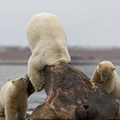 一隻北極熊頭伸到一塊巨大怪物里，旁邊兩隻幼崽發出煩躁的低嚎聲，沒想到那怪物竟是。。。。