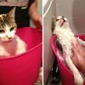 18隻「比起洗澡寧可去死」的濕搭搭貓咪#5.是我看過臉最臭的貓了 
