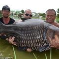 英國男子在泰國捕獲重逾100公斤『巨型鯉魚』打破世界紀錄！