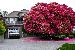 我家門前有「樹瑞」！精選世界各地16顆最美的百年老樹 