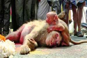 誤闖馬路的母猴慘遭汽車高速追撞，目睹一切猴寶寶的反應令在場的所有村民感到揪心！ 