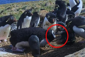 派假企鵝混進企鵝群裡偷拍卻遭到「斬首」，企鵝們傻眼之後的反應害大家都笑慘了！ 