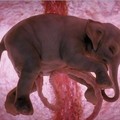 15種動物胚胎在子宮裡成長的模樣，真是美到令人屏息。