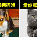 13張證明貓咪跟狗狗根本就是來自不同星球的「汪星人VS喵星人」超爆笑對比圖！
