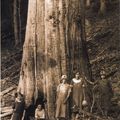 13張舊照片帶你看看曾經在地球上存活過得「超級大樹」，越往後看越觸目驚心！！