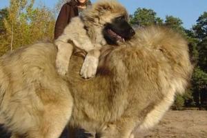 世界上最大的犬：一生只認一主！打敗藏獒只需5分鐘，發怒時6個大男人都制服不了！