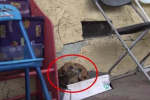 只有三條腿的流浪狗睡在鞋盒裡淋雨，等了五個月才有人幫助牠！ 