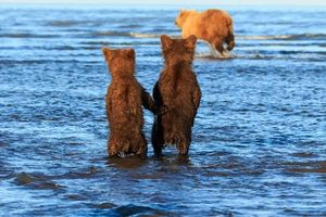 「底迪等等魚先給你吃唷！」馬麻下水去捕魚，兩隻小熊牽手在岸邊等待的模樣...真的超級溫馨！ 