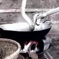 鄉下村民把一籮【眼鏡蛇】放進大鍋用沸騰的熱水煮，下一秒....讓人傻眼了！！！