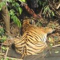 村民在河邊發現一隻死老虎，打撈上來後發現牠「滿臉發黑」，沒想到接下來又發現了更讓心痛的事情！！