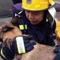 消防隊員8年前收養了一隻受凍小狗，去年小狗死後竟發生了「這件事」…讓救火弟兄們當場崩淚！