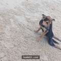 泰國這隻半身癱瘓的流浪狗在當地完全沒有人願意照顧牠，直到一名外國女模在沙灘遇到牠…