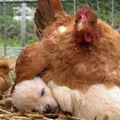 主人故意將雞媽媽帶走，小狗的反應，卻讓他哭笑不得！ 