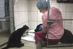 護士正在安撫被送進獸醫診所裡緊張的狗狗，但接下來旁邊這隻黑貓卻做出「這樣的舉動」… 