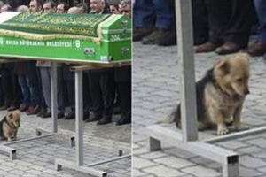 狗狗低頭坐在主人的棺材下哀悼看著主人下葬，每天走到主人墳前陪伴自己的老朋友 