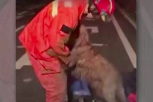 受困深井終於被救出，汪汪「超級激動」對消防隊員表達感謝...網友爆哭：「這隻狗狗真的好有情！」（影片） 
