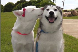「我交到女朋友啦！」這些「非單身」跟「單身狗」的爆笑動物照....每一張都讓人笑翻啦！ 