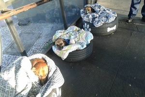 最溫暖的車站！員工敞開大門收留流浪狗狗過冬，還送上最暖心的手工床讓牠們安心睡覺～ 