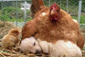 主人故意將雞媽媽帶走，小狗的反應，卻讓他哭笑不得！ 