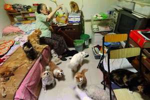 87歲老奶奶不願將就終身未嫁，與200多隻貓一起度過幸福晚年