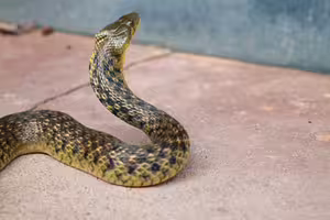 男「被蛇咬4次奇蹟康復」 聽醫建議搬家…5度被咬下場曝光 男「被蛇咬4次奇蹟康復」 聽醫建議搬家…5度被咬下場曝光