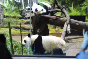 中日關係緊張!日本「最後2大貓熊」倒數返中國 60億商機恐蒸發 中日關係緊張!日本「最後2大貓熊」倒數返中國 60億商機恐蒸發