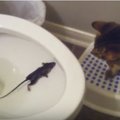 視頻：小老鼠努力地從馬桶裏爬出來，卻驚動了家裏的貓咪，於是，戲劇性的一幕發生了…