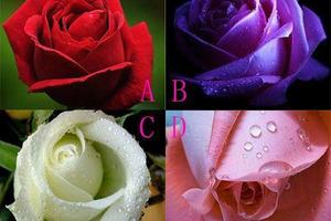 心理測試：選一朵玫瑰，測你是精明還是傻？