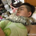 爸爸一直打傳說　小屁貓等到睡著...這條虎斑圍巾好潮啊