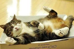 呀！箱子裡長貓啦！你家的貓咪為啥喜歡鑽箱子？