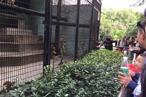 11天長假...上海動物園病號激增　「爆肥拉肚子」全送醫