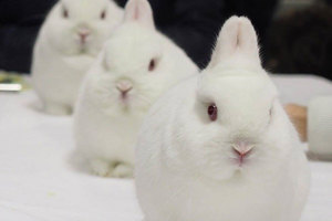 神經病院里的三只小白兔