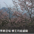 阿里山花季15日登場 櫻王3月底盛開