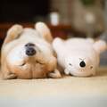 柴犬《丸太郎的好夥伴》北極熊娃娃 這畫面真的太療癒了(♡˙︶˙♡)