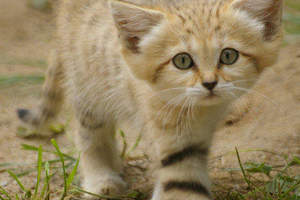 《宅宅Discovery》世界上最小的野生貓