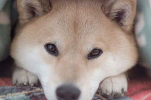 Instagram上的日本人氣柴犬《丸太郎》要讓你知道柴犬的好♥