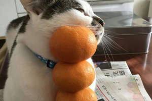 《貓咪手上疊橘子》為什麼毫不抵抗啊（笑）