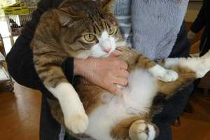《貓咪面對抱抱的反應大不同》你家貓咪又是屬於那一種呢？