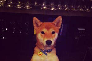 東京都內的《柴犬酒吧》柴犬店長來親自陪你喝一杯♥