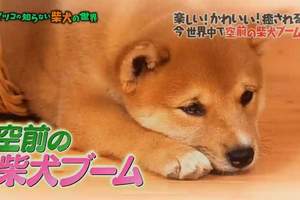 日本最有名柴犬まる《解說柴犬可愛的原因》想養柴犬最好先了解這些……