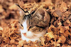 可愛又可憐《貓的落葉床》可以抱回家嗎？