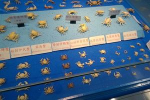 夏之夜 澎湖 螃蟹博物館!