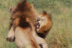 非洲八大最兇猛的動物排名，獅子已經被超越!!!!!