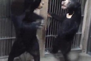 工讀生別裝了!!!!日本動物園兩隻黑熊「打架」引圍觀 反手就是一個過肩摔