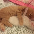 「媽媽我們可以有新弟弟嗎？」小橘貓兄弟央求貓媽媽收編路上撿來的1天大小白貓