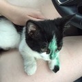 小貓滿臉是墨水對女子喵喵叫求助，獲救後就不讓女子走了！