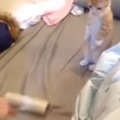 「馬麻還要掃多久～」這隻小喵喵看到馬麻在打掃床鋪，站起來讓出空位的模樣，讓所有人都戀愛了！！