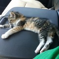 迷途小三花貓在卡車裡睡著　暖男關掉收音機等牠1小時