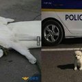 他發現這隻腿受傷的小白狗，帶回警局裡細心照顧，等待好心人領養卻一直等不到...警察杯杯們決定一起做「這件事」感動千萬網友！