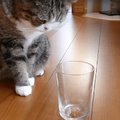 你一定都沒有想到貓咪也有分左右撇子。只要有一個杯子，你就可以測出貓星人是左還是右撇子了！